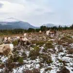 A group of reindeers on a winter pasture with snowy mountains at back, part of the Cairngorm Reindeer Herd Centre in winter - on of the best places to go to in UK in February.