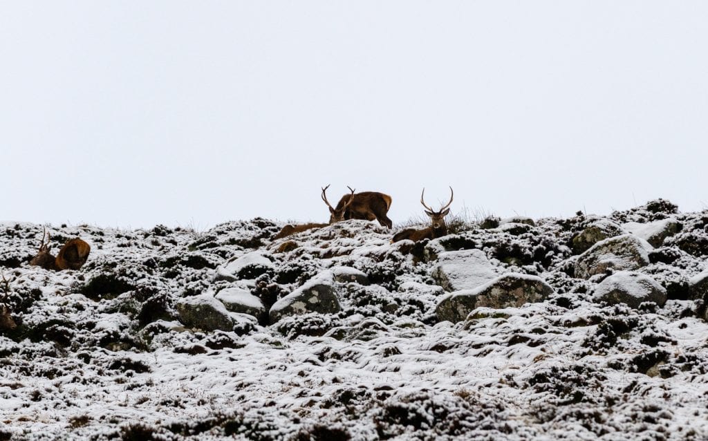 A group of deers on a snow-covered hill in Cairngorms in winter.