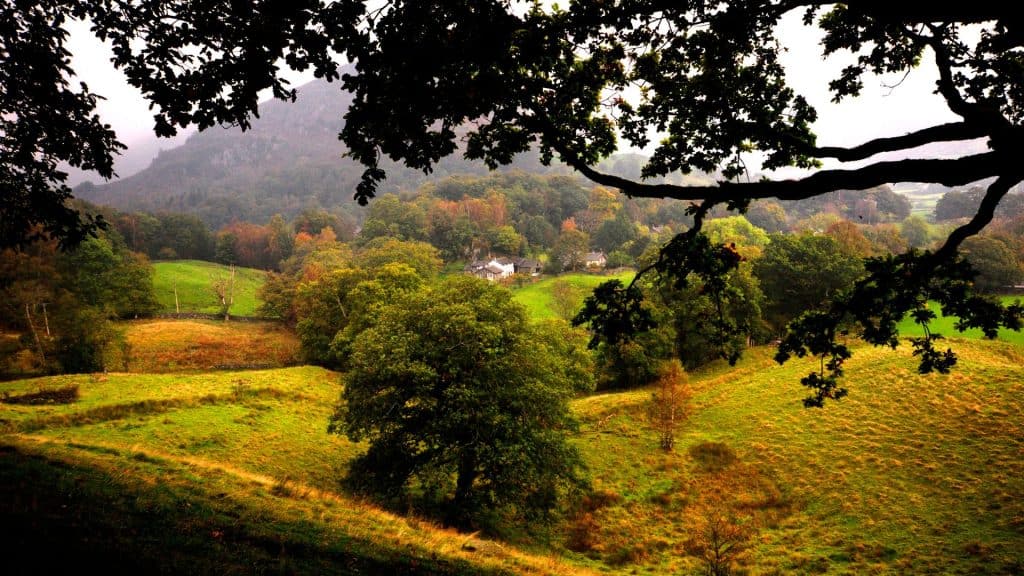 Colourful trees in a meadow in autumn.