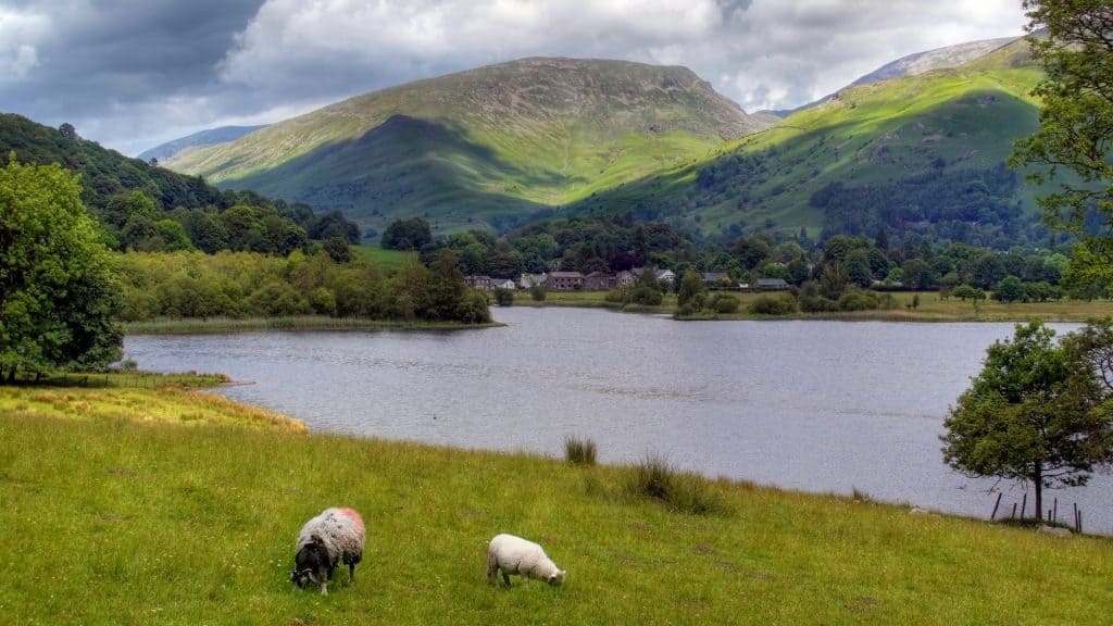 Beautiful walks around Grasmere - sheep with lake, houses and hills at back.