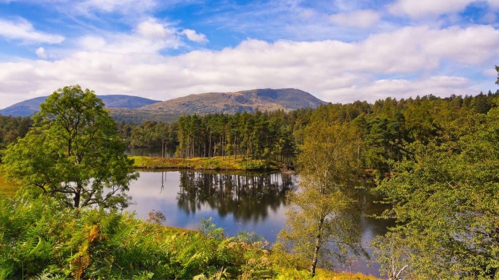 Small lake with trees and forest.