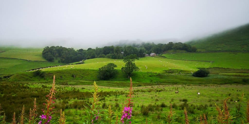 Views captured at the Galloway Forest Park - hills with an old cottage and sheep on a rainy day, one of the hidden gems tips for a Scotland trip.