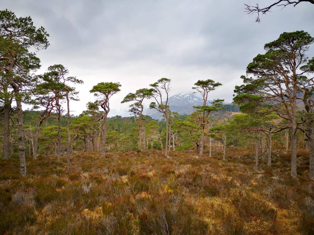 View at the Caledonian forest in Glen Affric, with trees and mountains at back, a must part of any Scotland trip.
