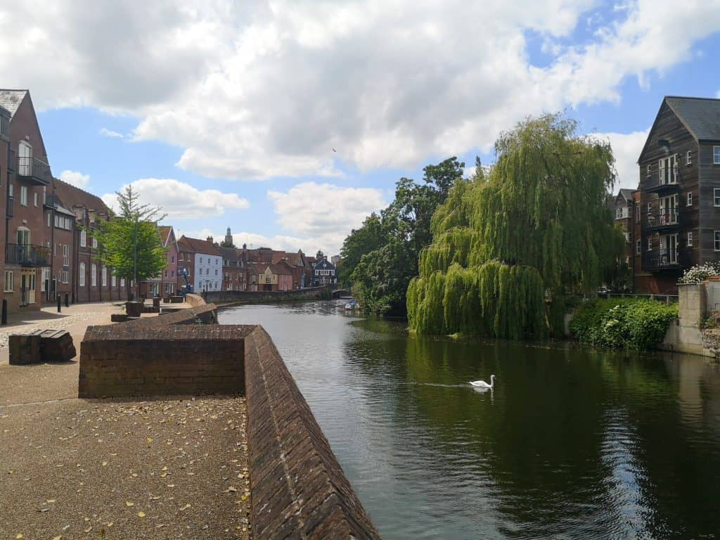 A swan on the river Wensum with houses at back - Norwich Riverside Walk.