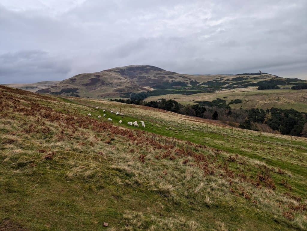 A view at hills with sheep during hiking in the Pentland Hills in Scotland in winter, a perfect day trip from Edinburgh.