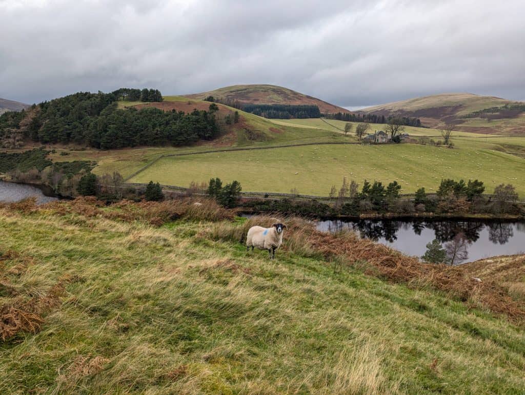 A view at hills and a reservoir and sheep during hiking in the Pentland Hills in Scotland in winter, a perfect day trip from Edinburgh.
