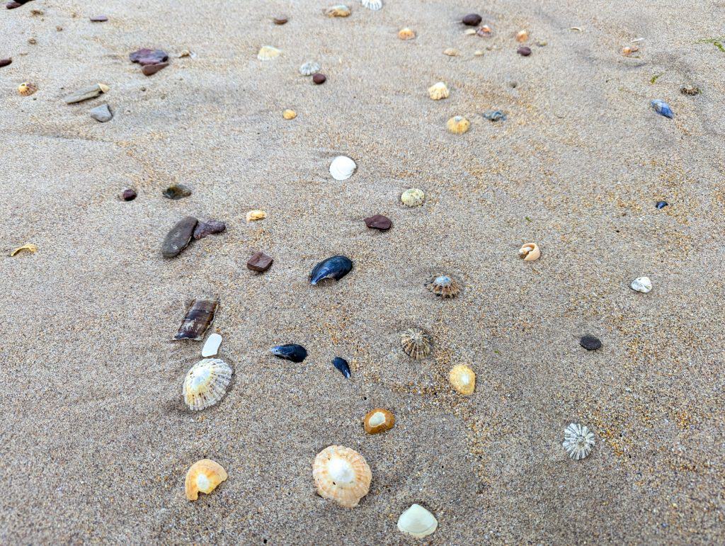 Seashells on the Seacliff beach in Scotland, one of the best beaches near Edinburgh.