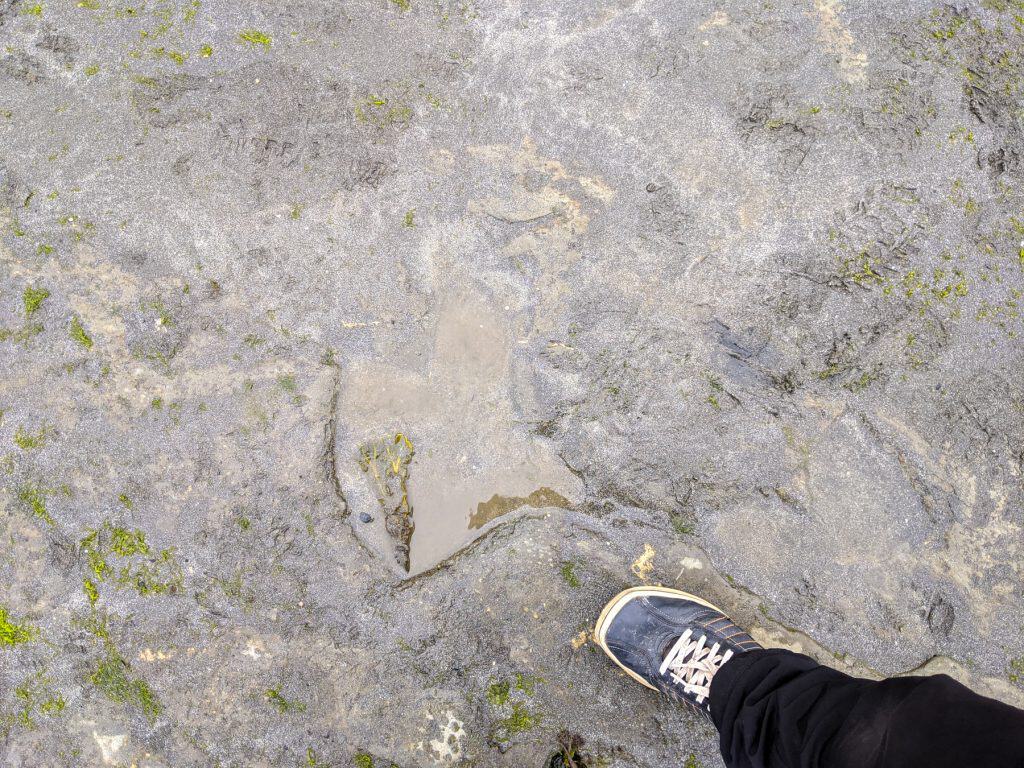 Dinosaur's footprints detail on the Ann Coran Beach.