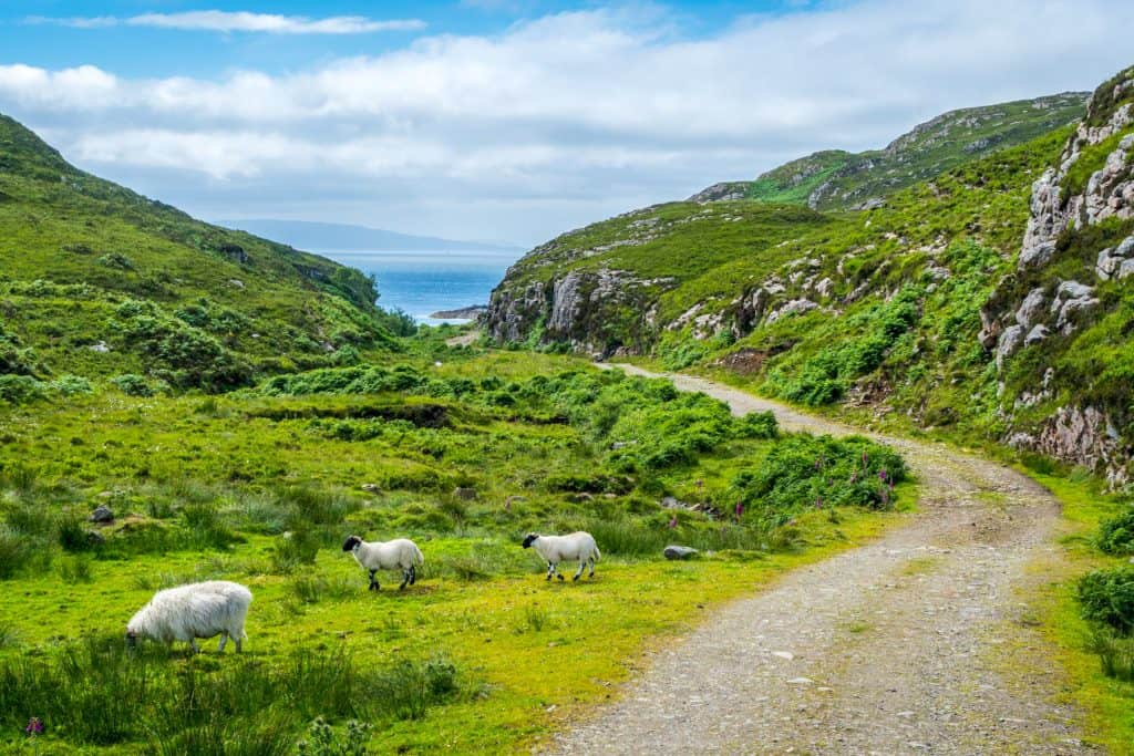 A trail to the beach on the Point of Sleat with sheep on a sunny day.