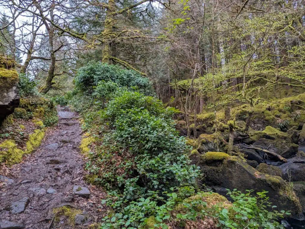 Aros Park waterfall trail with trees.