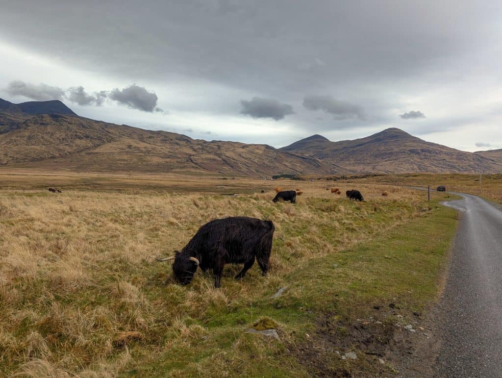 Cows spread on pastures near the single track road with mountains at back on Isle of Mull.