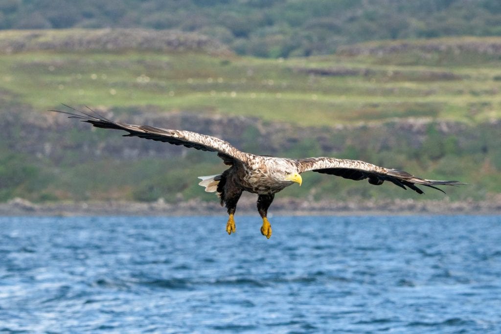 Eagle on the Isle of Mull.