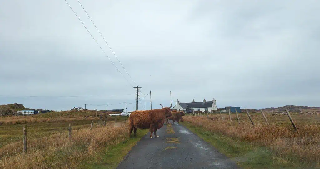 Cows on the road on the Isle of Mull.