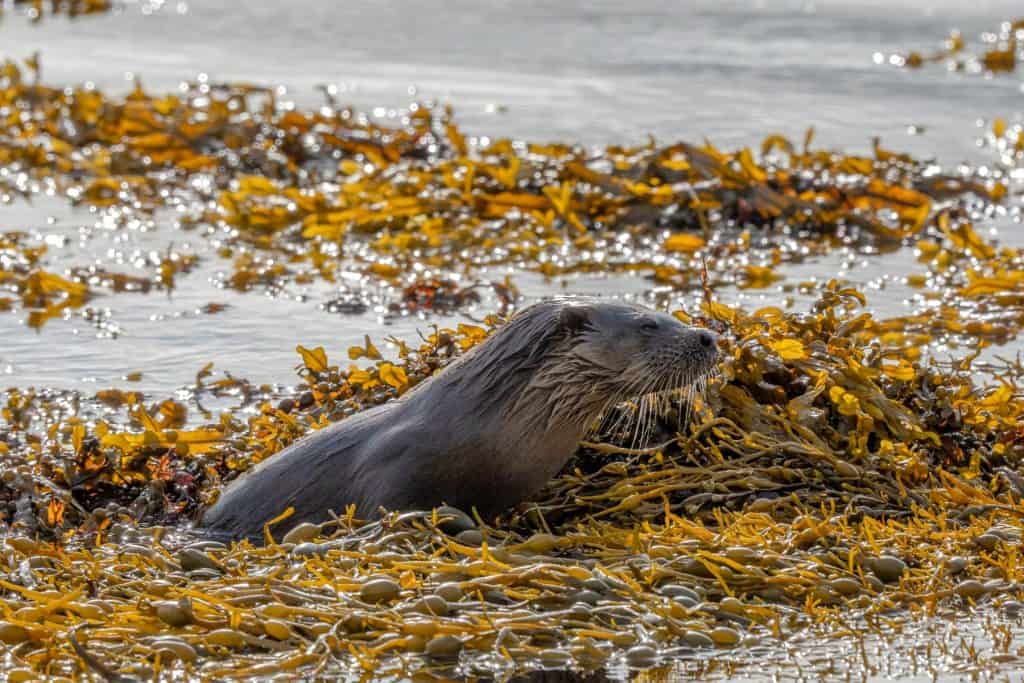 Otter on the Isle of Mull