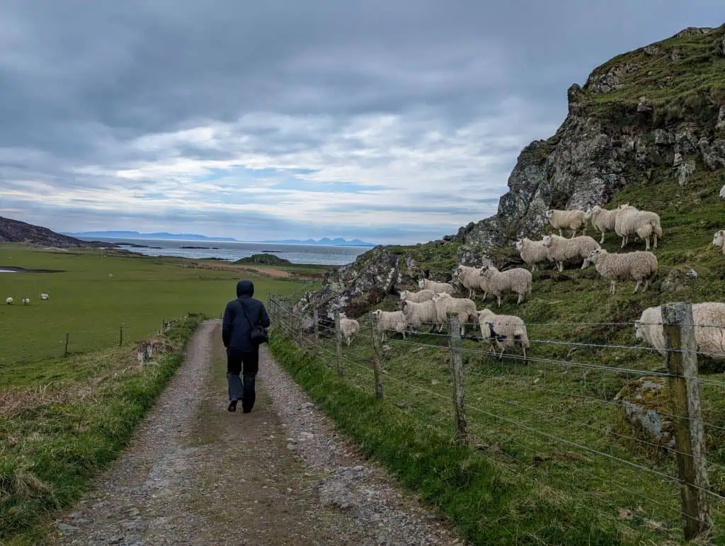 A person walking on a path to the beach with sheep.