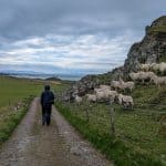Isle of Mull Walks - A person walking on a path to the beach with sheep. Walking on the Isle of Mull reveals dramatic coastal views, quiet beaches and wild landscapes across Scotland’s Inner Hebrides.