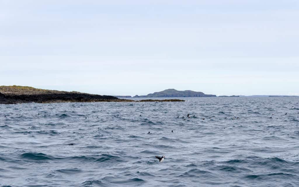 Puffins on sea during the Staffa Tour near the Fingal's Cave.