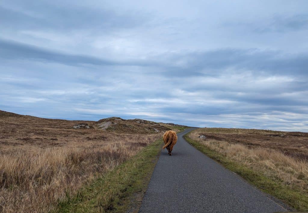 A cow walking on the single track road on Isle of Mull.