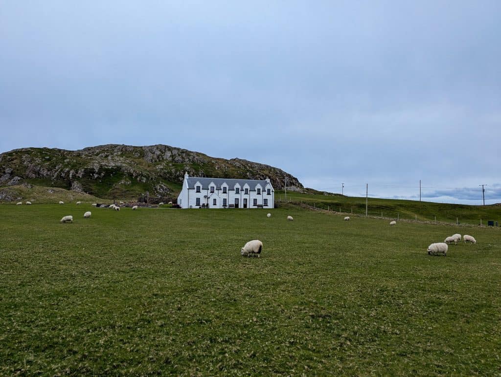 Old cottage with sheep on Isle of Mull - there are so many dog friendly accommodation Isle of Mull has to offer.