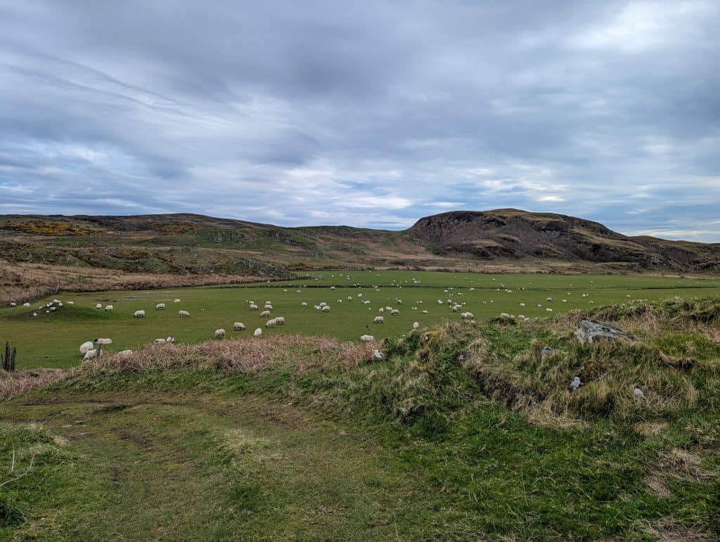 Isle of Mull walks with sheep and mountains.