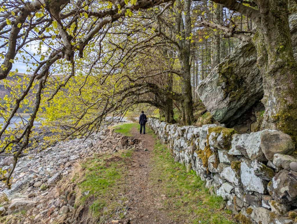 A person on a trail with trees.