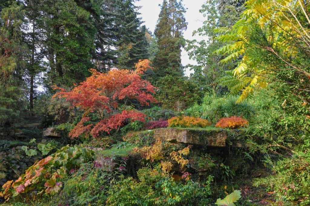 A garden with colourful trees in autumn.