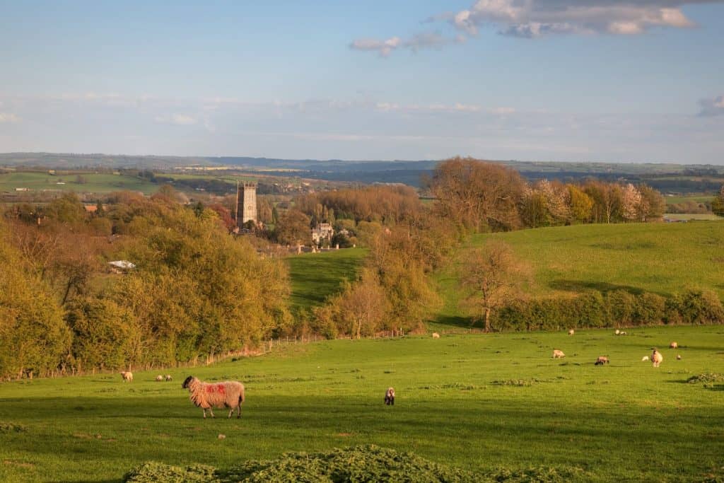 Cotswolds countryside with sheep and a medieval village at back in winter.
