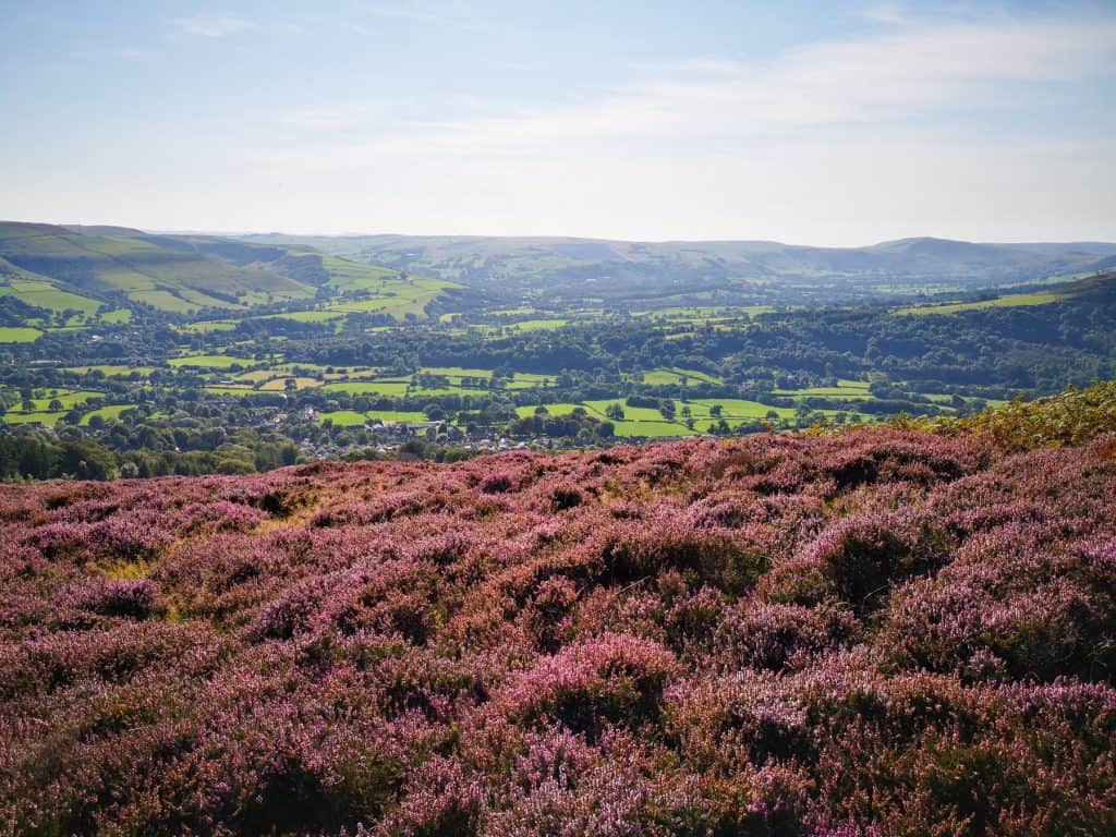 Peak District in summer - with purple flower fields and green hills at distance - best Peak District walks.