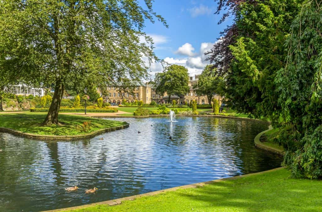 Pond with ducks with trees and buildings at back.