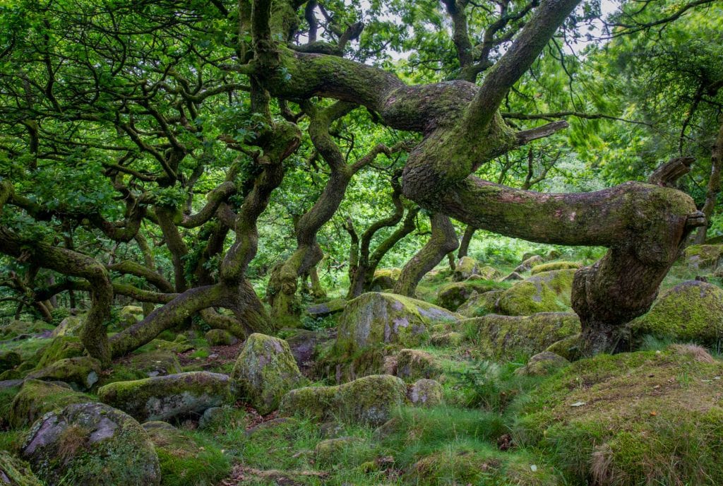 An old ancient forest with trees.