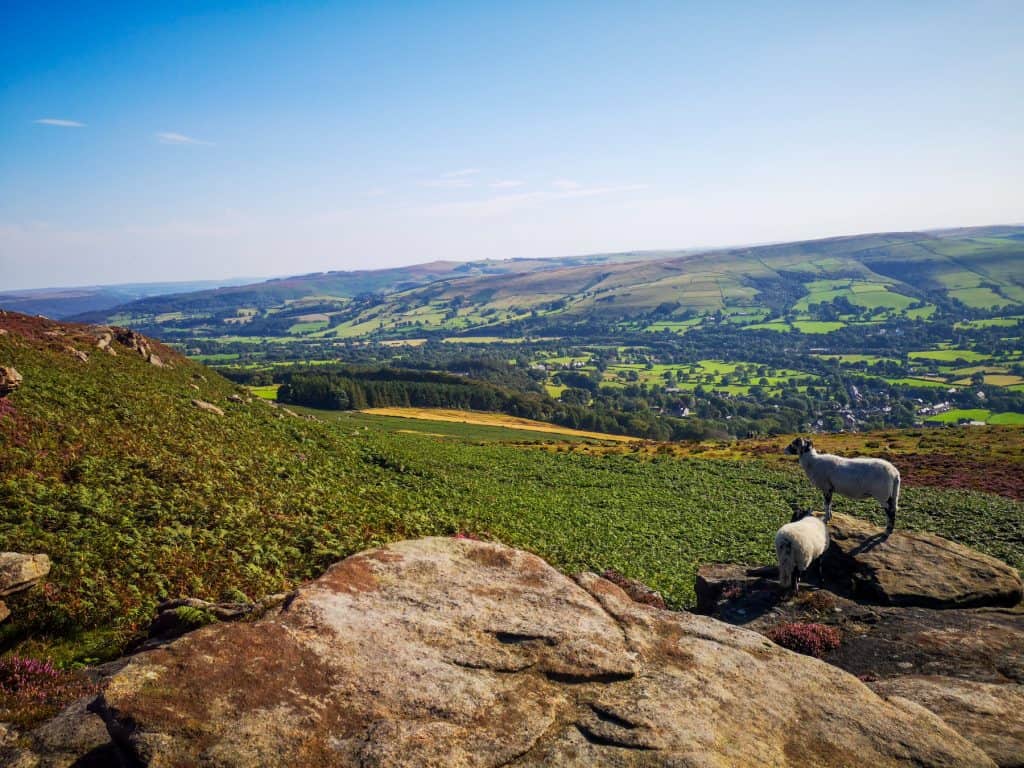 Sheep standing on a rock with views of hills as meadows - Bramford Edge is among the best Peak District walks.