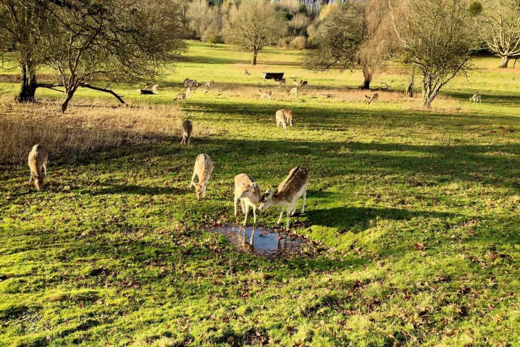 Deer at the park in Bristol.