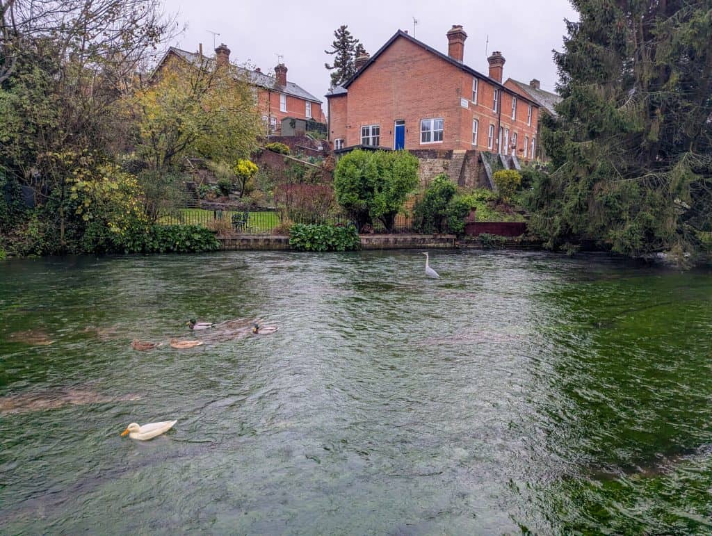 Ducks and birds in the river in Winchester with houses at back, river walks - one of the best things to do in Winchester for couples.