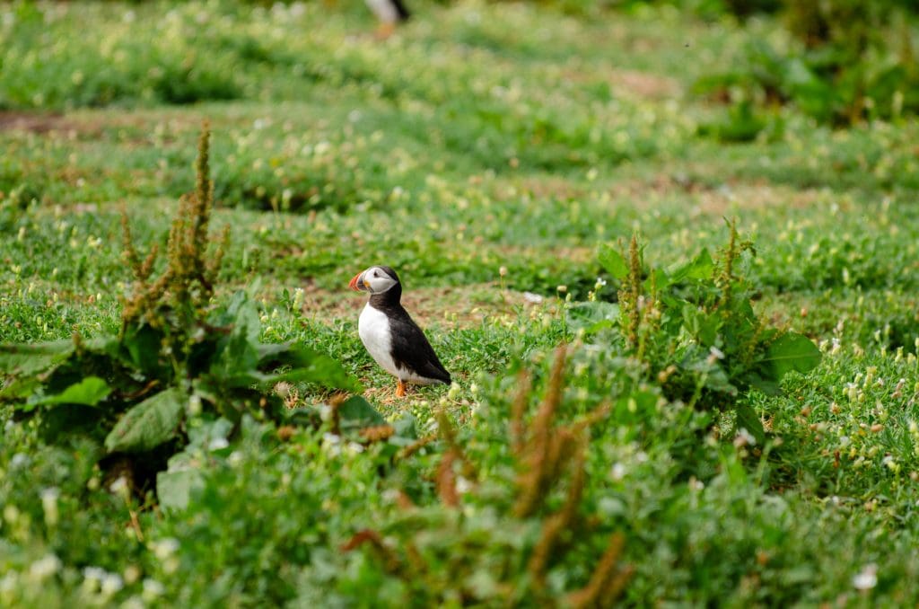 Puffin in a grass on Inner Farne Islands.