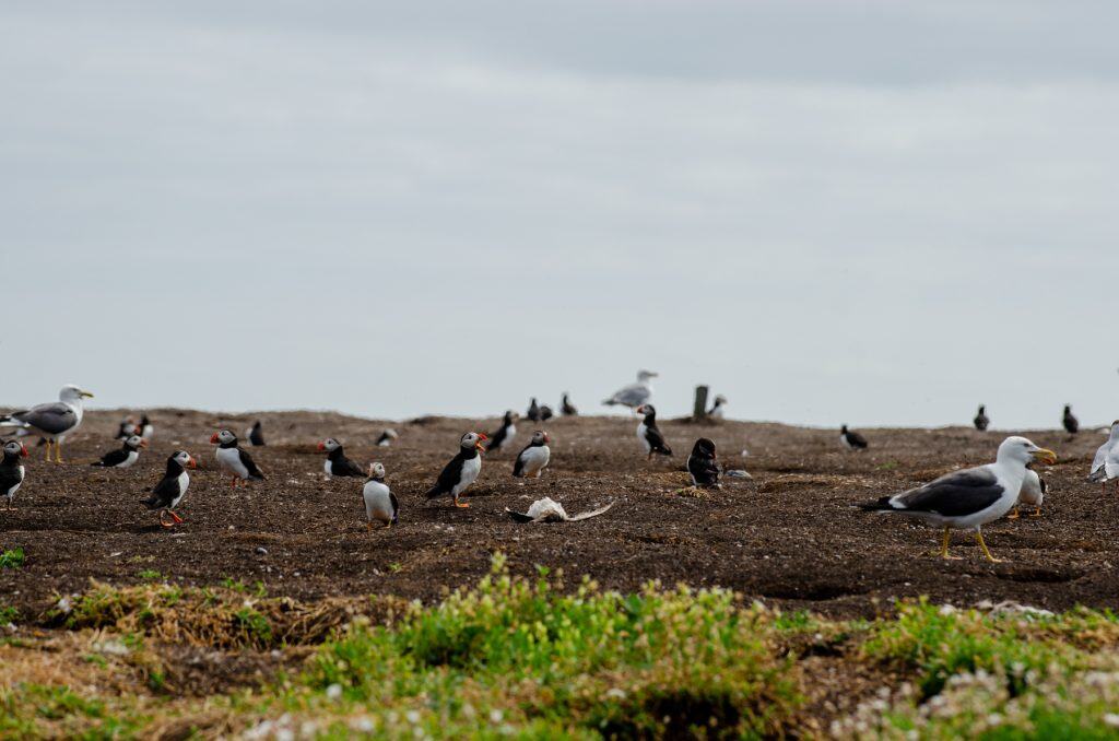A group of Puffins in UK on an island.