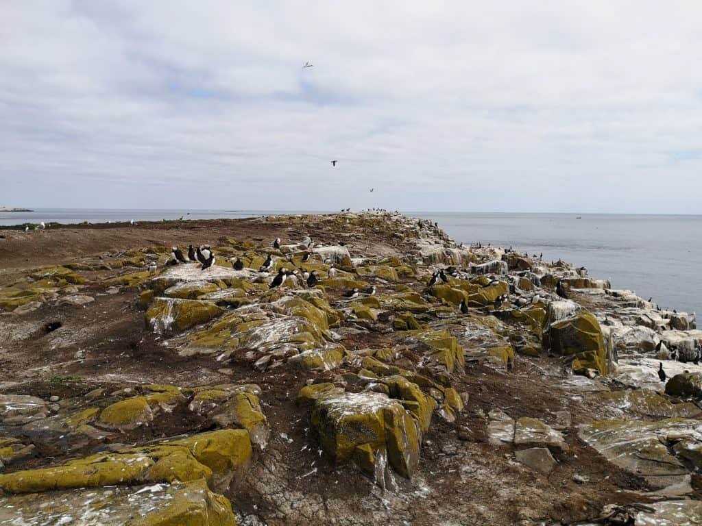 Detail on many puffins on Farne Islands on the cliffs.