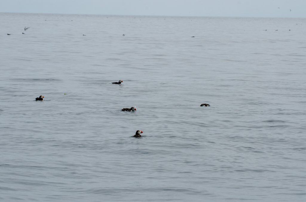 Puffins swimming around a boat near Farne Islands.