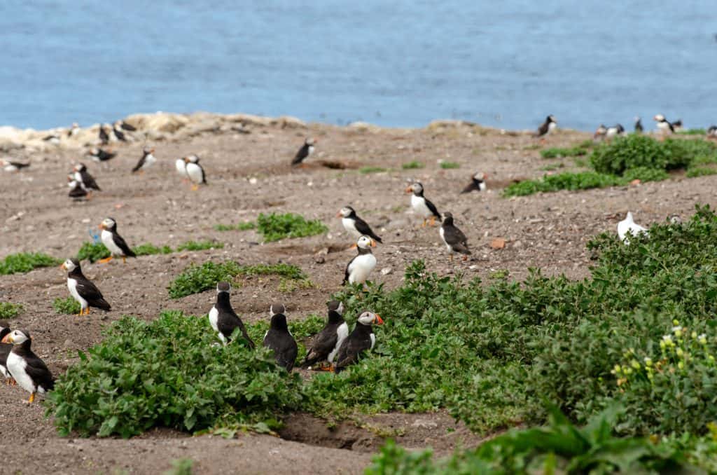 Detail on many puffins on Farne Islands.