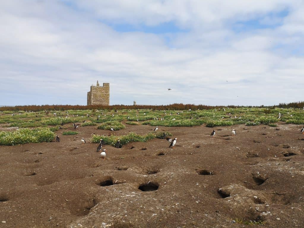 Detail on many puffins on Farne Islands with a historical building at back.
