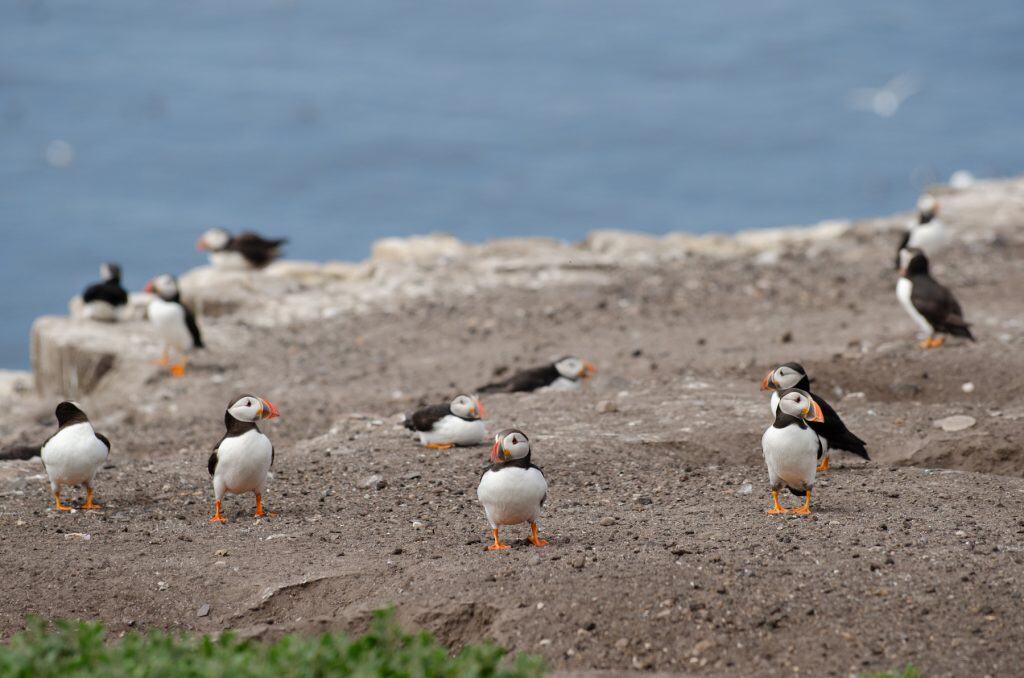 Detail on many puffins on Farne Islands.