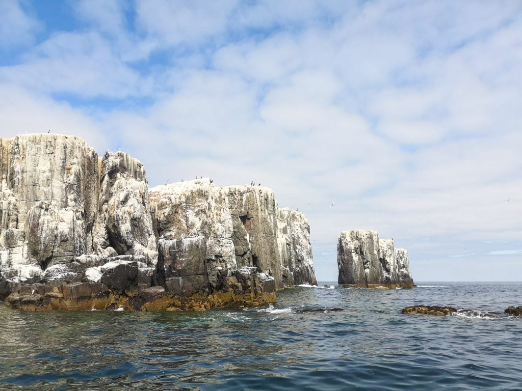 Farne Island from a boat - cliffs with birds.