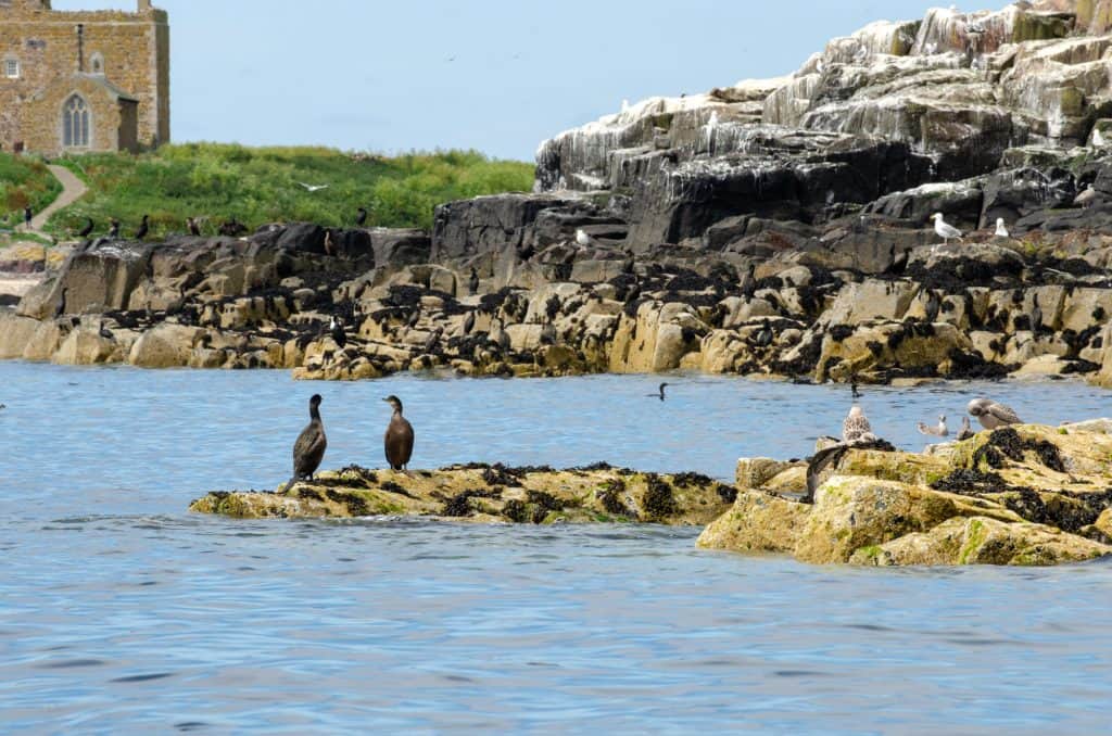 Birds sitting on cliffs, a photo taken from a boat.