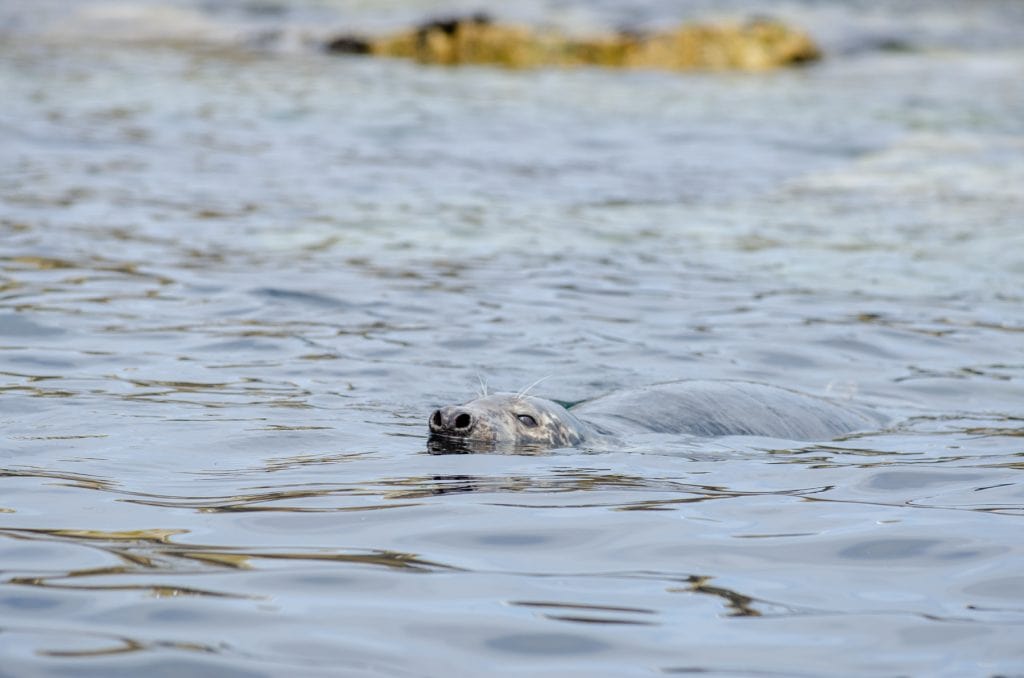 A seal in the see near puffins watching.