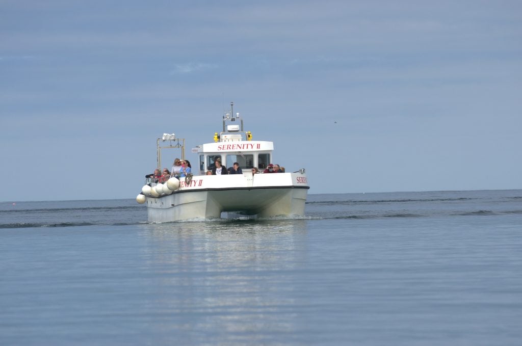 Boat tours to see puffins on Farne Islands.
