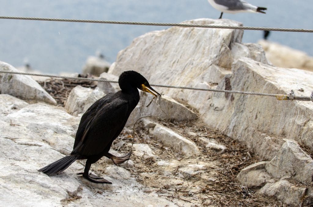 Birds on Farne Islands.
