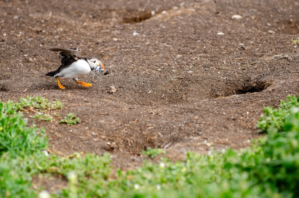 Puffins on Farne Islands.