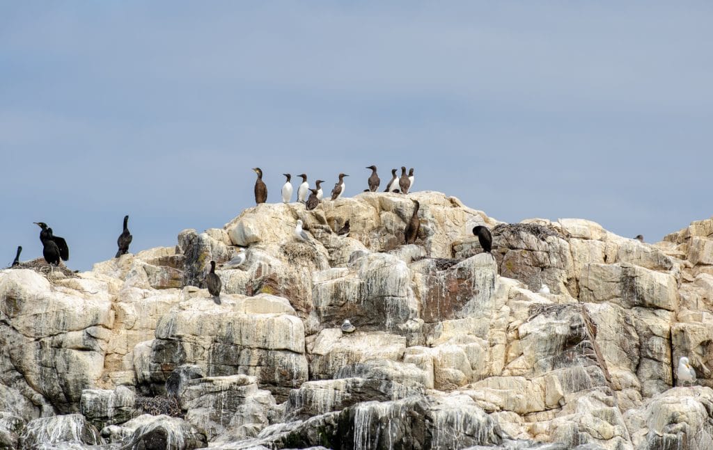 Birds colonies on Farne Islands.