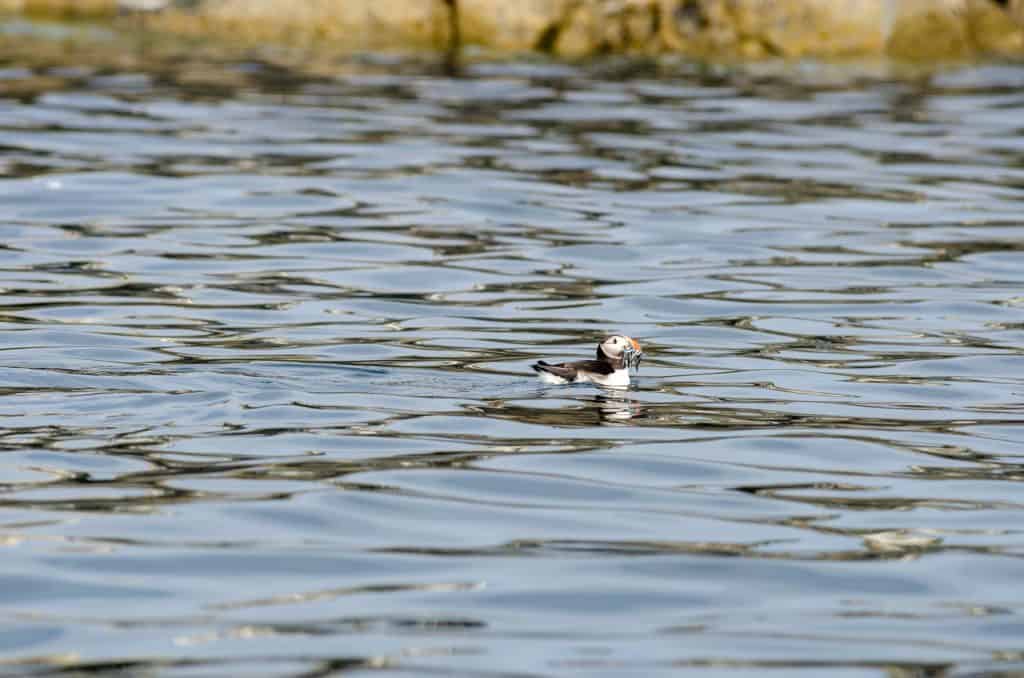 Puffin in water near Farne Islands