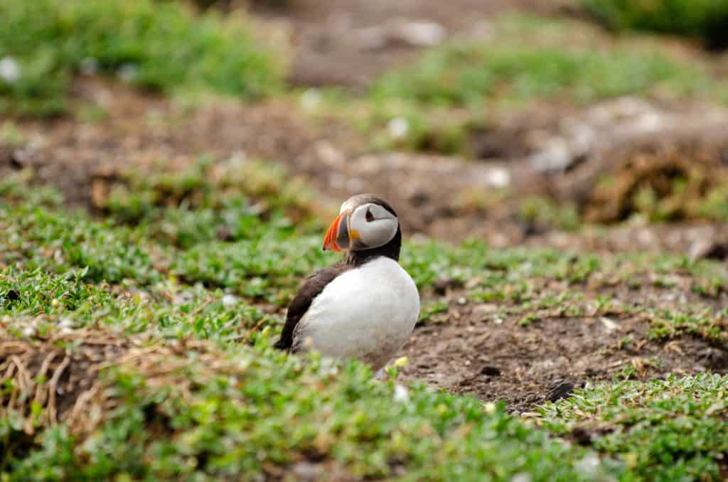 Puffins on Farne Islands.