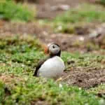 Puffins return to UK coastal cliffs and islands every spring, creating one of Britain’s most memorable wildlife spectacles.